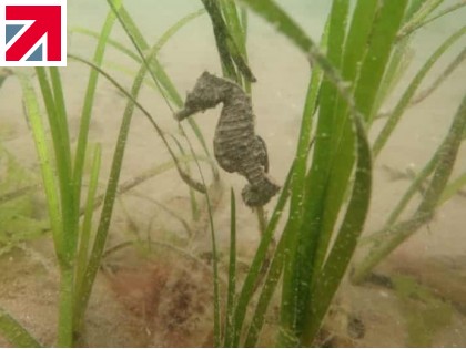 Save Our Seagrass with Valeport