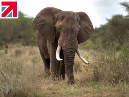 Reduced carbon emissions = Three African Elephants