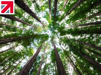 Timber! How Cabinlocator are supporting global forest management