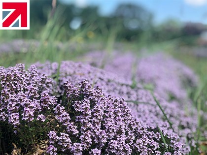 Thyme essential oil harvest and distillation at Little Woodcote Estate Farm