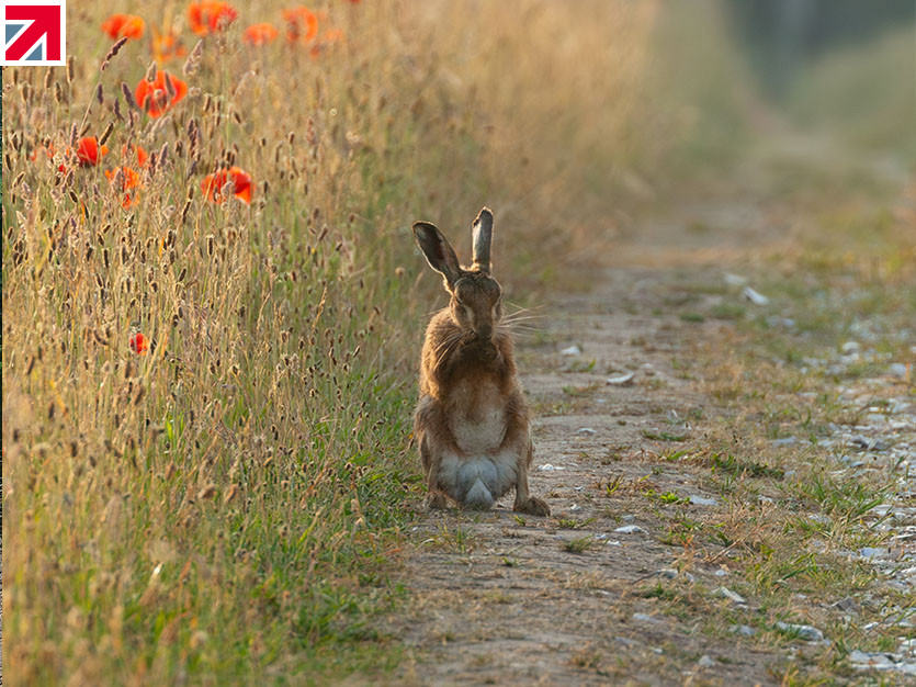 Supporting Devon Wildlife Trust For A Greener Future - Made In Britain