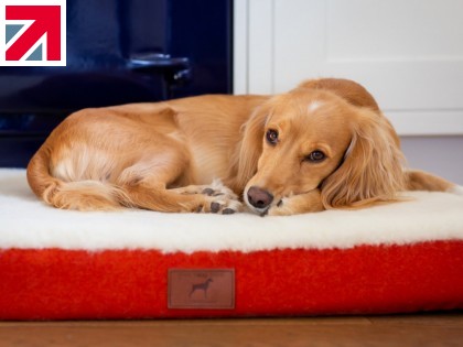 The Quest for the Perfect Dog Bed