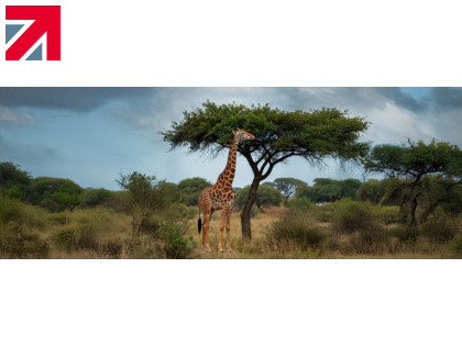 Saving the equivalent amount of carbon as a giraffe